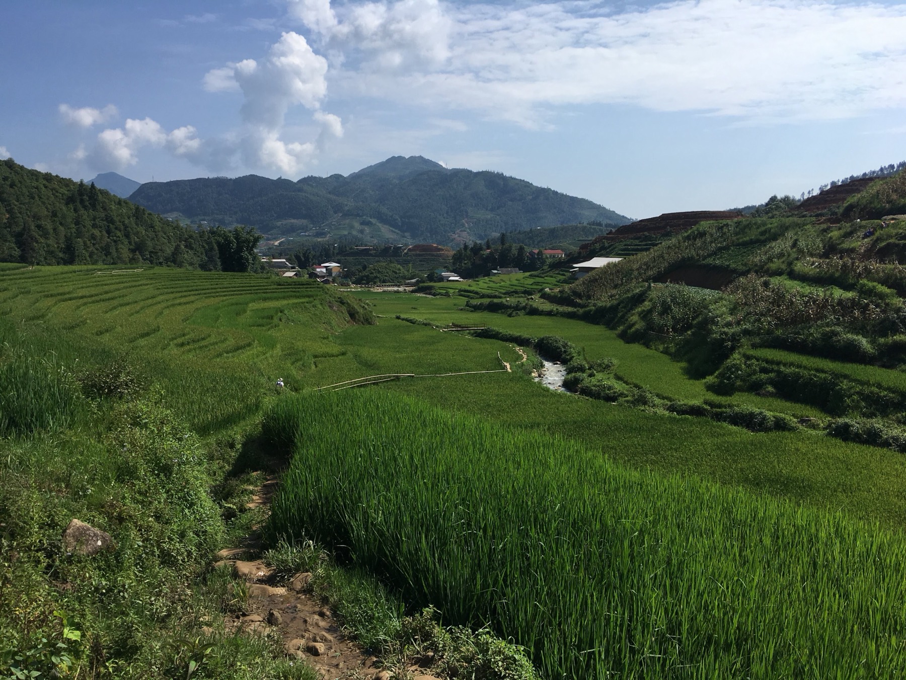 Terraced rice paddies stepping down the mountainside near Sa Pa